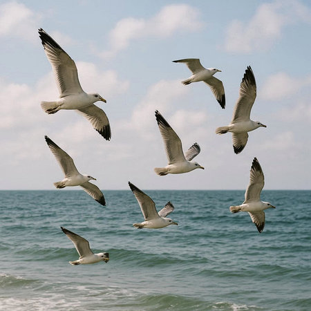 Seagulls flying in the sky over the sea background.