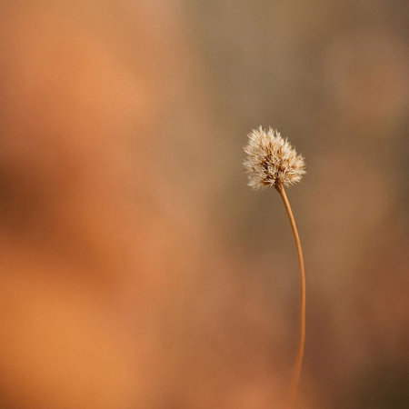 Dry grass in the morning sunlight. Shallow depth of field.