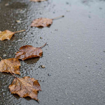 Autumn leaves on wet asphalt, selective focus, shallow DOF.