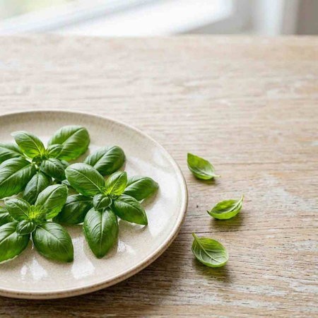 Fresh basil leaves in a plate on a wooden table. Selective focus.