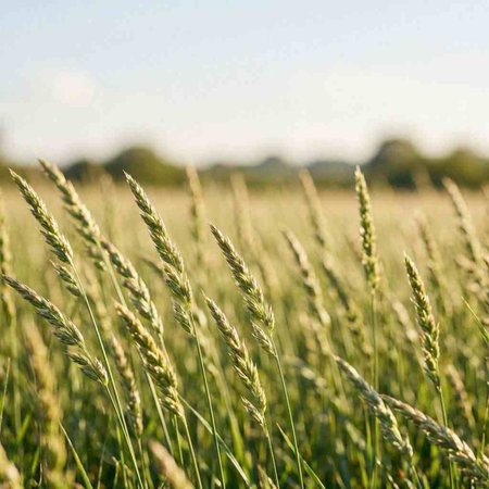 Ears of wheat on a field in summer. Agricultural background.