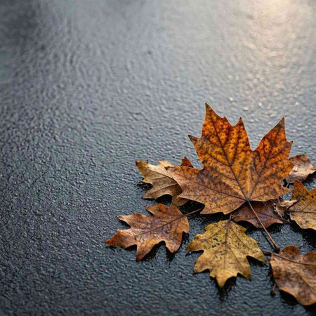 Autumn maple leaves on a black background. Place for text.