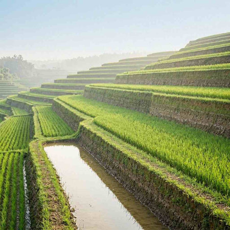 Terraced rice field in the morning, Bali, Indonesia