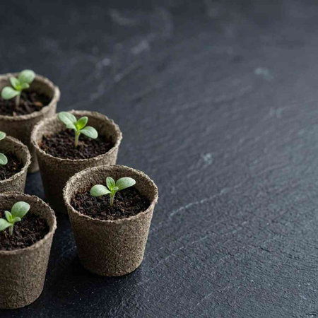 Small seedlings in peat pots on a black stone background.