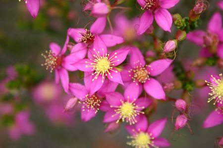 wild flowers  near depot hill w.a.の写真素材