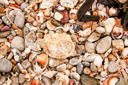 Seashells at Kruismens bay, South Africaの写真素材