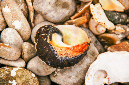 Seashells at Kruismens bay, South Africa