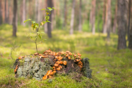 Mushrooms on a stump in the woodsの写真素材