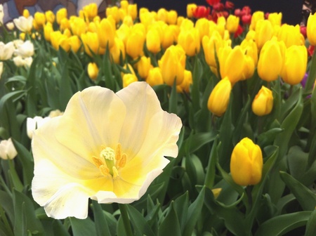 Tulips fieldの素材