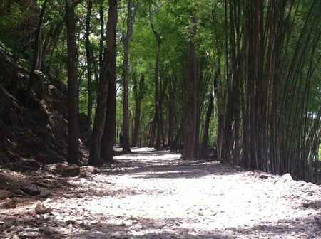 Bamboo forestの素材