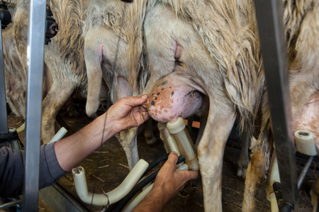 The shepherd milks a row of sheep, at the milking machine.
