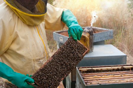 The beekeeper, with his typical protective gear, inspects the honeycomb and the hives