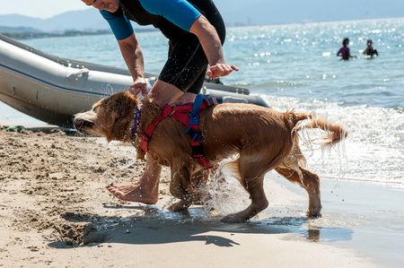 Lifeguard dog and instructor at the beach, during training. The dog shake off water after swim.の写真素材