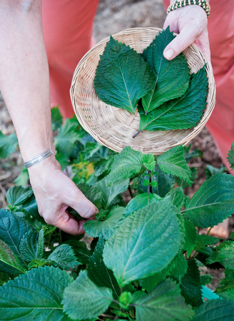 Perilla leaves in a basketの写真素材