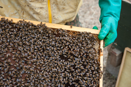 The beekeeper, with his typical protective gear, inspects the honeycomb and the hivesの写真素材