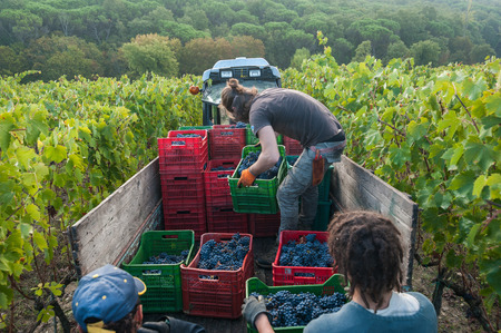 Grape harvest in Tuscany, Italyの写真素材
