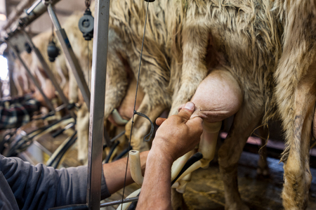 The shepherd milks a row of sheep, at the milking machine.の写真素材
