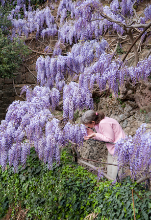 Woman smell climbing lilac flowersの写真素材