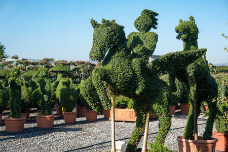 Green sculpture of a horseman in a garden (topiary art)の写真素材