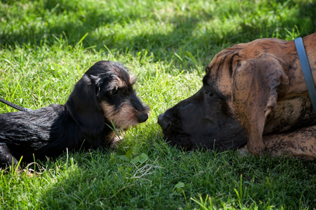 Two dogs face to face on the grass, look each other in the eye.の写真素材