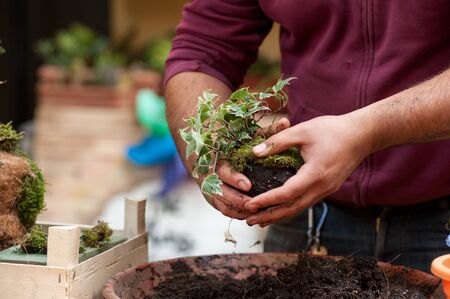 Kokedama is a ball of soil, covered with moss, on which an ornamental plant grows. Is very popular...