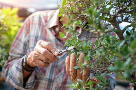 Bonsai artist takes care of his Quercus suber tree, pruning leaves and branches with professional shears.の写真素材