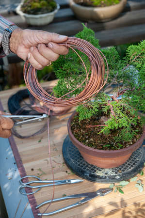 Bonsai artist takes care of his plant, wiring branches and trunk with copper wire. Hands close up.