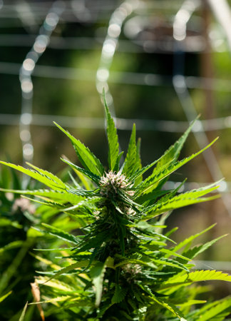 Cannabis, also known as marijuana is an annual, dioecious herb..Flowering plant detail. .の写真素材