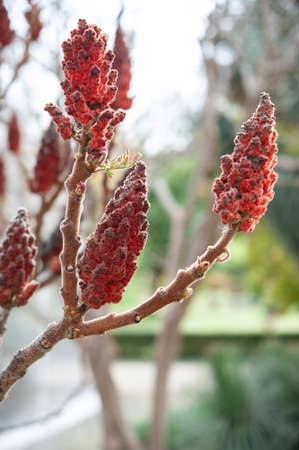 Rhus typhina, the staghorn sumac, is a species of flowering plant in the family Anacardiaceae,...