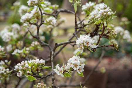 Pyrus communis, the common pear, is a species of pear native to central and eastern Europe, and western Asia. Close up..の写真素材