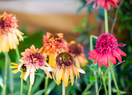 Echinacea is a genus of herbaceous flowering plants in the daisy family. Selective focus.の写真素材
