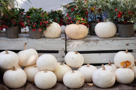 Ornamental white rounded pumpkins, arranged on a shelf.の写真素材