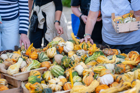 Unidentified people at the market stall, choosing pumpkins of all colors and shapes..の写真素材