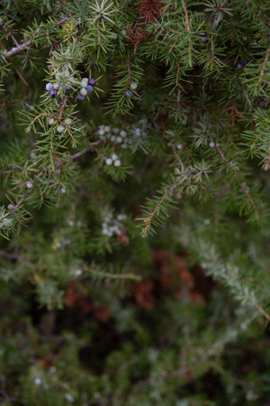 Juniperus communis, the common juniper, is a species of small tree or shrub in the cypress family...