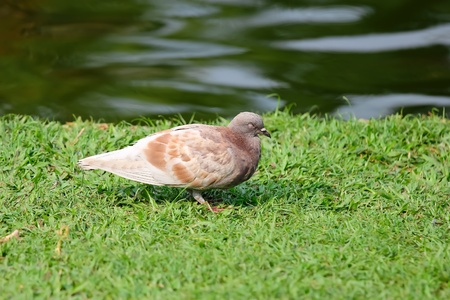 Fat Pigeonの写真素材