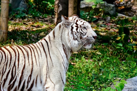 White Tiger  の写真素材