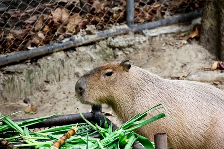 The Giant Rat の写真素材