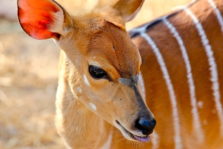 Deer の写真素材