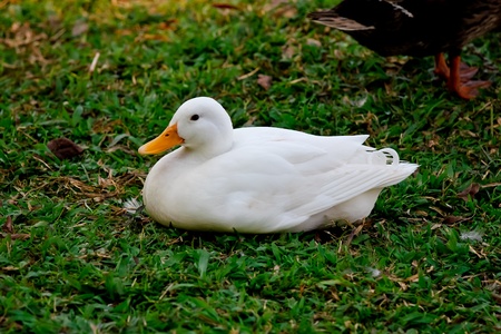 Cute White duck の写真素材