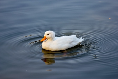 Cute White duck  の写真素材