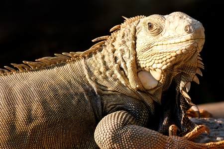 Iguana の写真素材