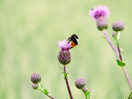 Bumblebee-and-Diestelの写真素材