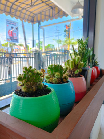 Cactus flowers in pots are placed next to the window of the house as decorationの写真素材