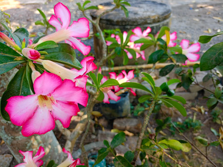 Adenium obesum with other names such as Desert rose, Mock Azalea, Pink bignonia, Impala lily has pink flowers with 5 petals, watery, stems like bonsai, planted in pots, rural Indonesia.の写真素材