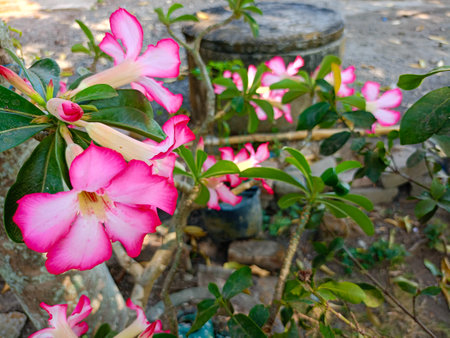 Adenium obesum with other names such as Desert rose, Mock Azalea, Pink bignonia, Impala lily has pink flowers with 5 petals, watery, stems like bonsai, planted in pots, rural Indonesia.の写真素材