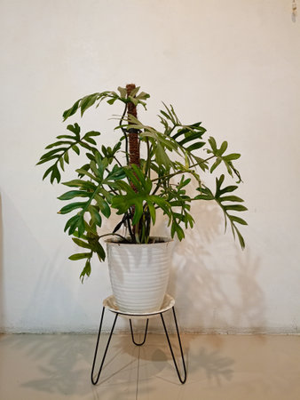 Monstera deliciosa or Swiss Cheese Plant in a white flower pot on a shelf, gardening at home and connecting with natureの写真素材