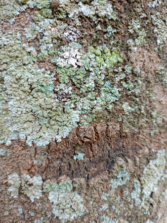 Embossed texture of the bark of oak. Panoramic photo of the oak texture. Closeup of tree trunkの写真素材
