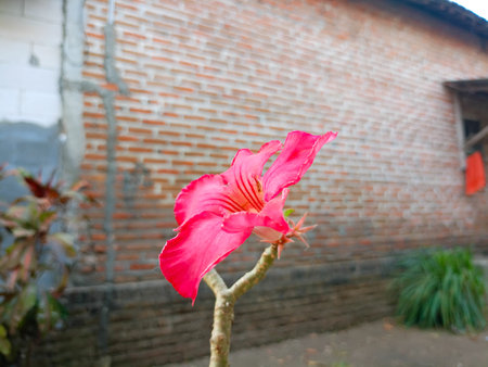 Adenium flower, pink impala lily, adenium tropical, Tropical flower Pink Adenium and desert rose plantの写真素材