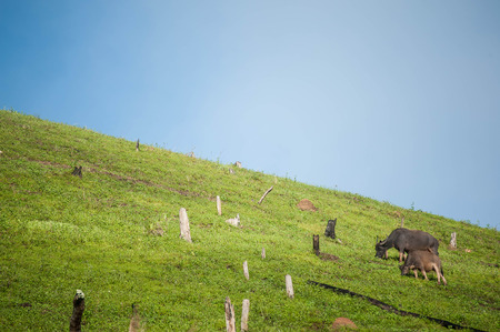 mountain of Thailandの写真素材