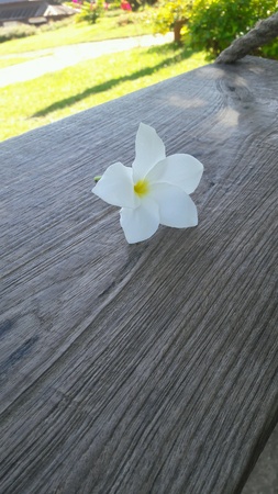 White flowerの素材
